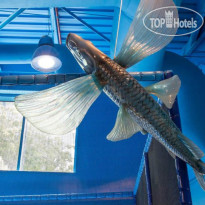 Jumeirah Beach Hotel 