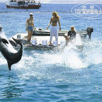 Vert Eilat