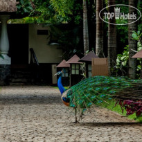 Carnoustie Ayurveda & Wellness Resort