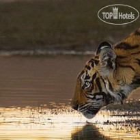 Abrar Palace Wildlife Resort 