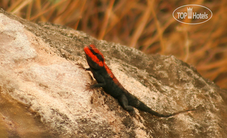 Новые добавленные фото туристов Kings Lodge 4*