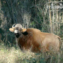 Kanha Jungle Lodge 