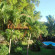 Tree Lodge Mauritius 