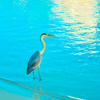 NH Maldives Kuda Rah Resort 