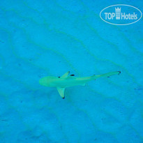 NH Maldives Kuda Rah Resort 