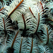 Ellaidhoo Maldives by Cinnamon
