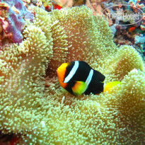 Ellaidhoo Maldives by Cinnamon