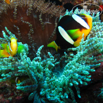 Ellaidhoo Maldives by Cinnamon