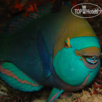 Ellaidhoo Maldives by Cinnamon 