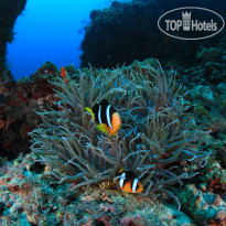 Veligandu Island Resort & Spa