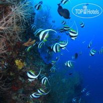 Veligandu Island Resort & Spa