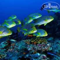 Vakkaru Maldives