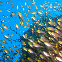 The Nautilus Maldives Домашний риф