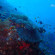 The Nautilus Maldives Домашний риф