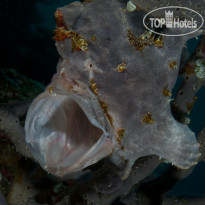 Fushifaru Maldives Diving