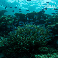 Fushifaru Maldives Diving