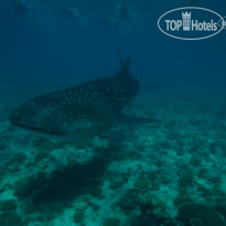 Fushifaru Maldives Diving