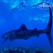 Fushifaru Maldives Diving