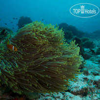 Fushifaru Maldives Diving