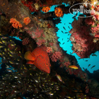 Fushifaru Maldives Diving