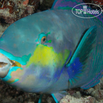 Fushifaru Maldives Diving