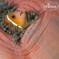 Fushifaru Maldives Diving