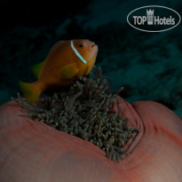 Fushifaru Maldives Diving