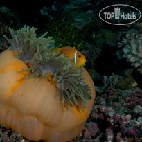 Fushifaru Maldives Diving