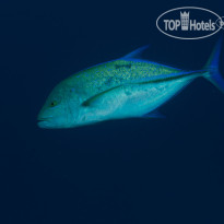 Fushifaru Maldives Diving
