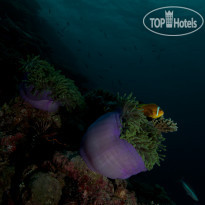 Fushifaru Maldives Diving