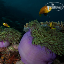 Fushifaru Maldives Diving