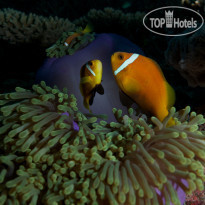 Fushifaru Maldives Diving