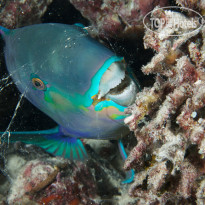 Fushifaru Maldives Diving