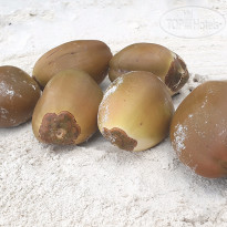 Nazaki Residences Beach Hotel 