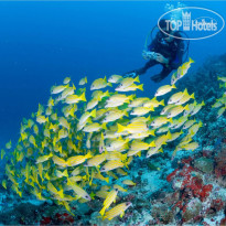 Niyama Private Islands Maldives