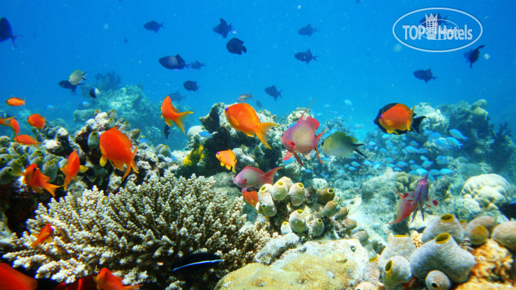 Новые добавленные фото туристов Naladhu Private Island Maldives 5*