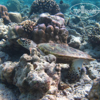 Kudafushi Resort & Spa 