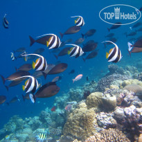 Kudafushi Resort & Spa 