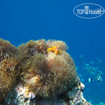 Kudafushi Resort & Spa 