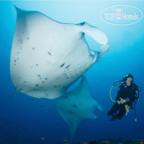 Brennia Kottefaru Manta Diving