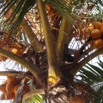 International Beach Hotel & Restaurant 