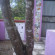 Blossom Rest Home Stay 