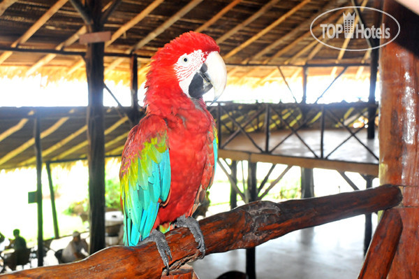 Hotelier's photos Tiwa Amazonas Ecoresort 3*