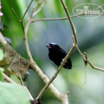 Playa Nicuesa Rainforest Lodge 