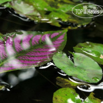 Lost Iguana Resort & Spa 