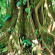 Centro Neotropico Sarapiquis 
