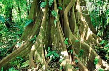 New photos from tourists Centro Neotropico Sarapiquis 3*