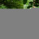 Tree Houses of Montville 
