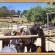 Megalong Australian Heritage Centre 