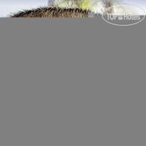 Best Western Pine Tree Motel 